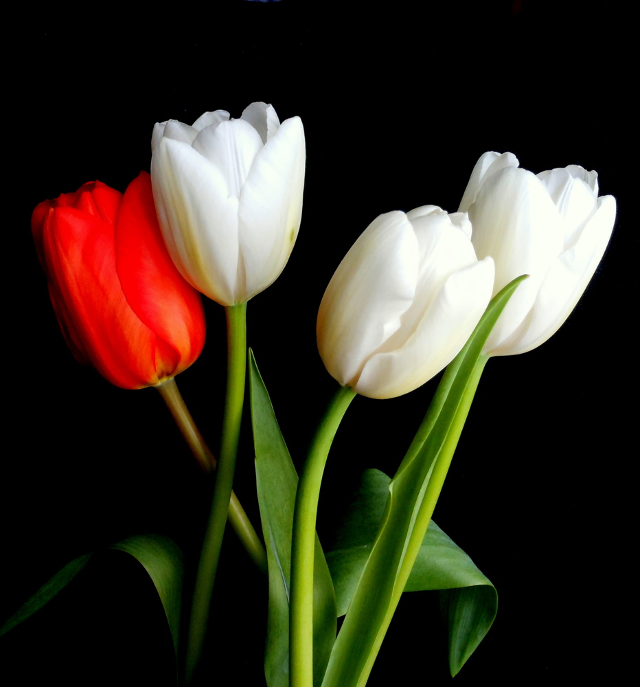 mes tulipes