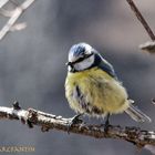 Mésage Bleue