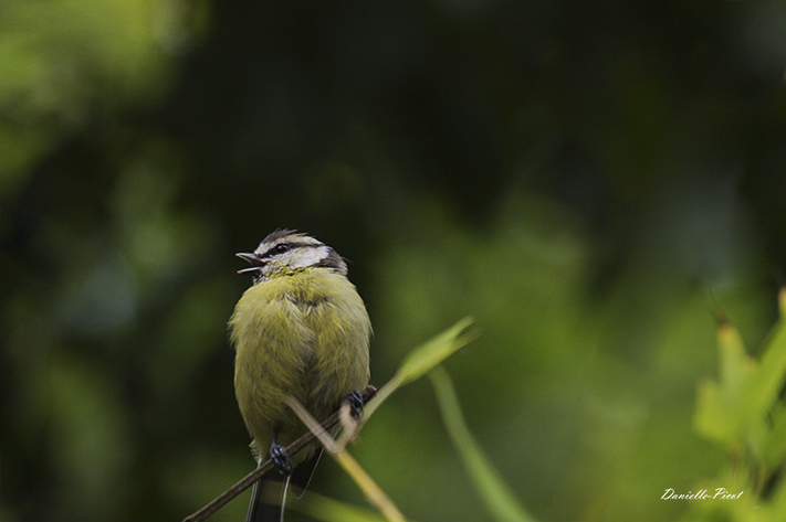 Mésange