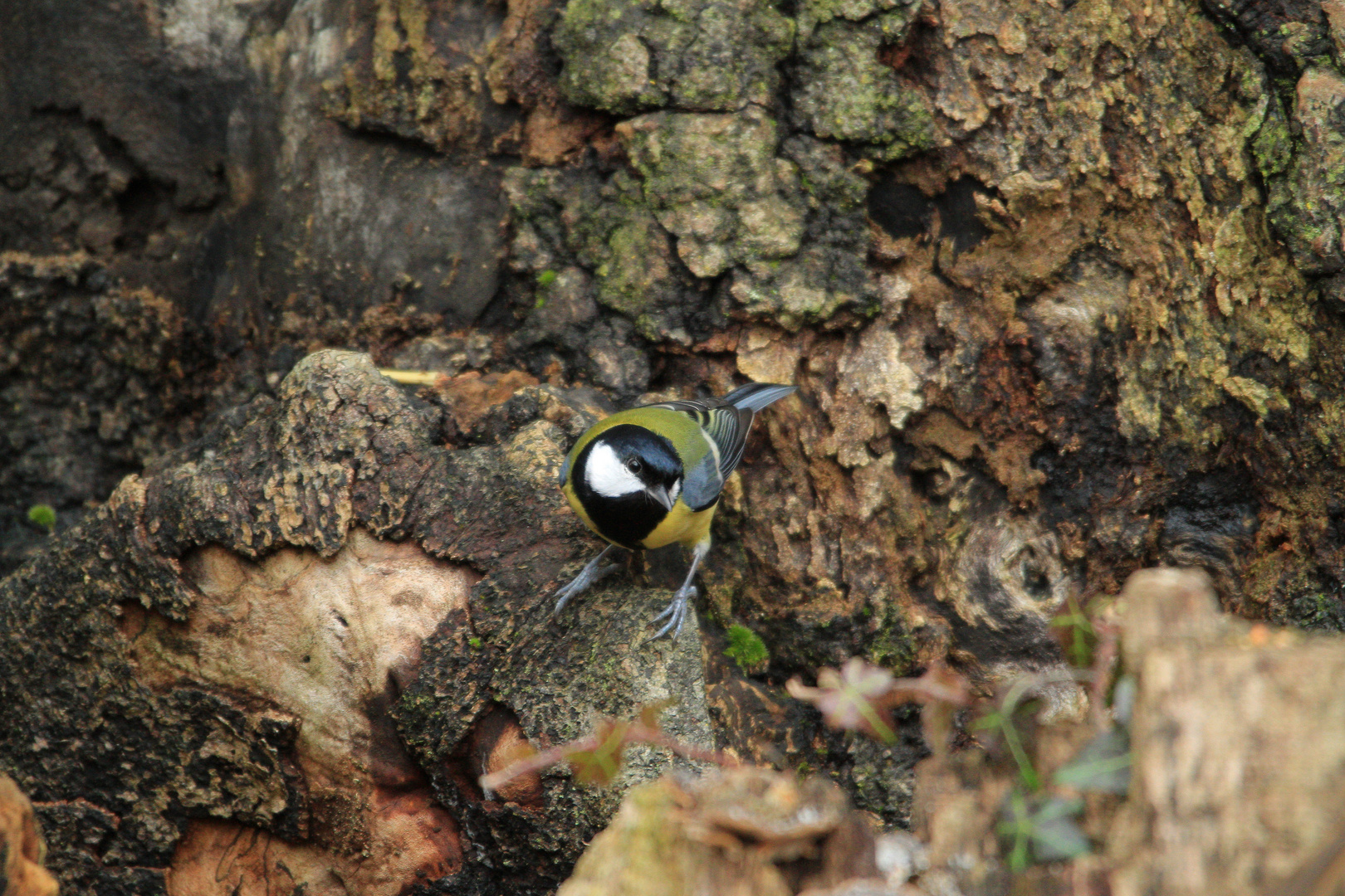 Mésange (4)