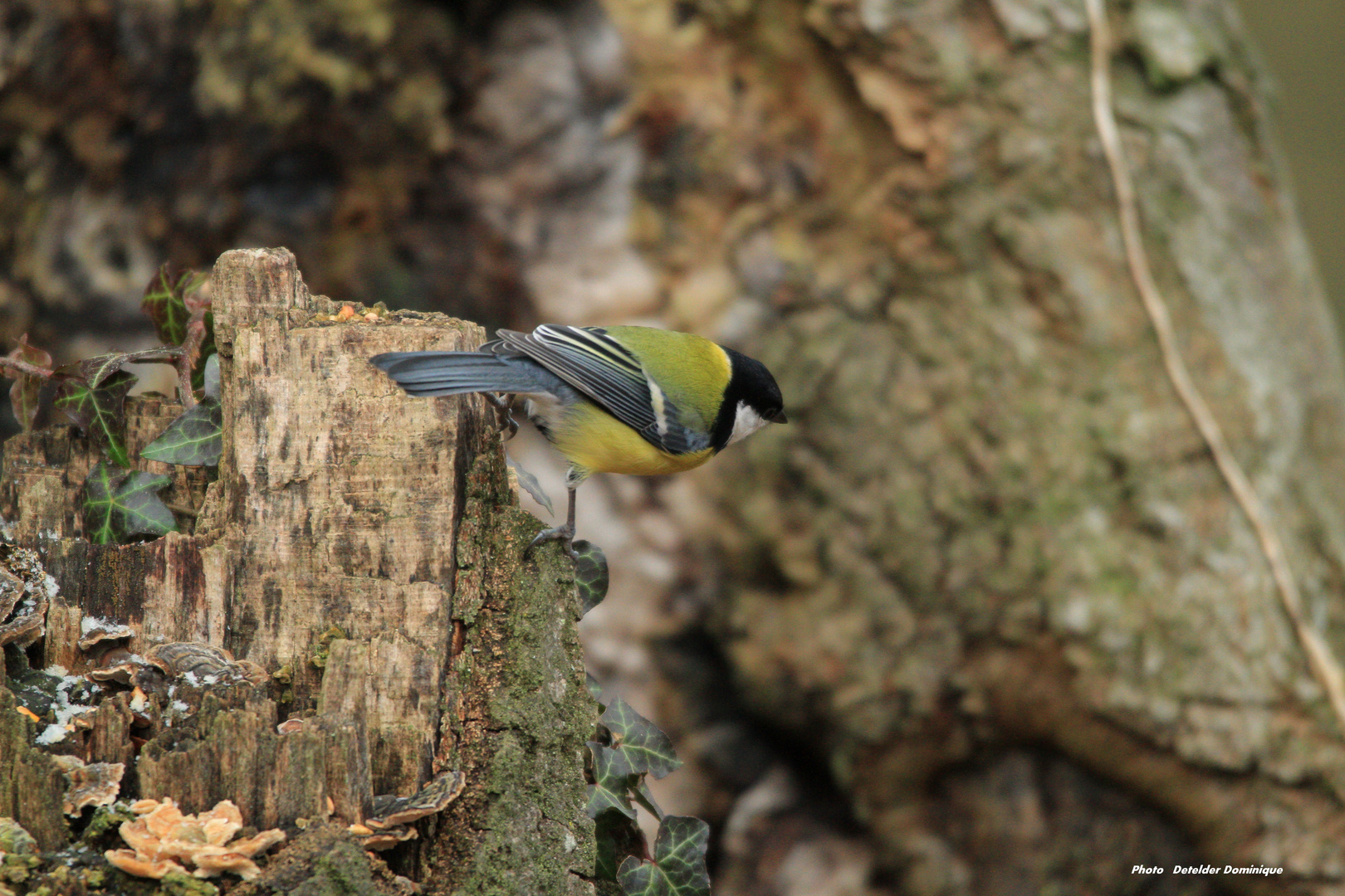 Mésange (7)