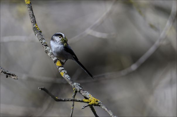 Mésange à longue queue avec sa petite mousse dans son bec