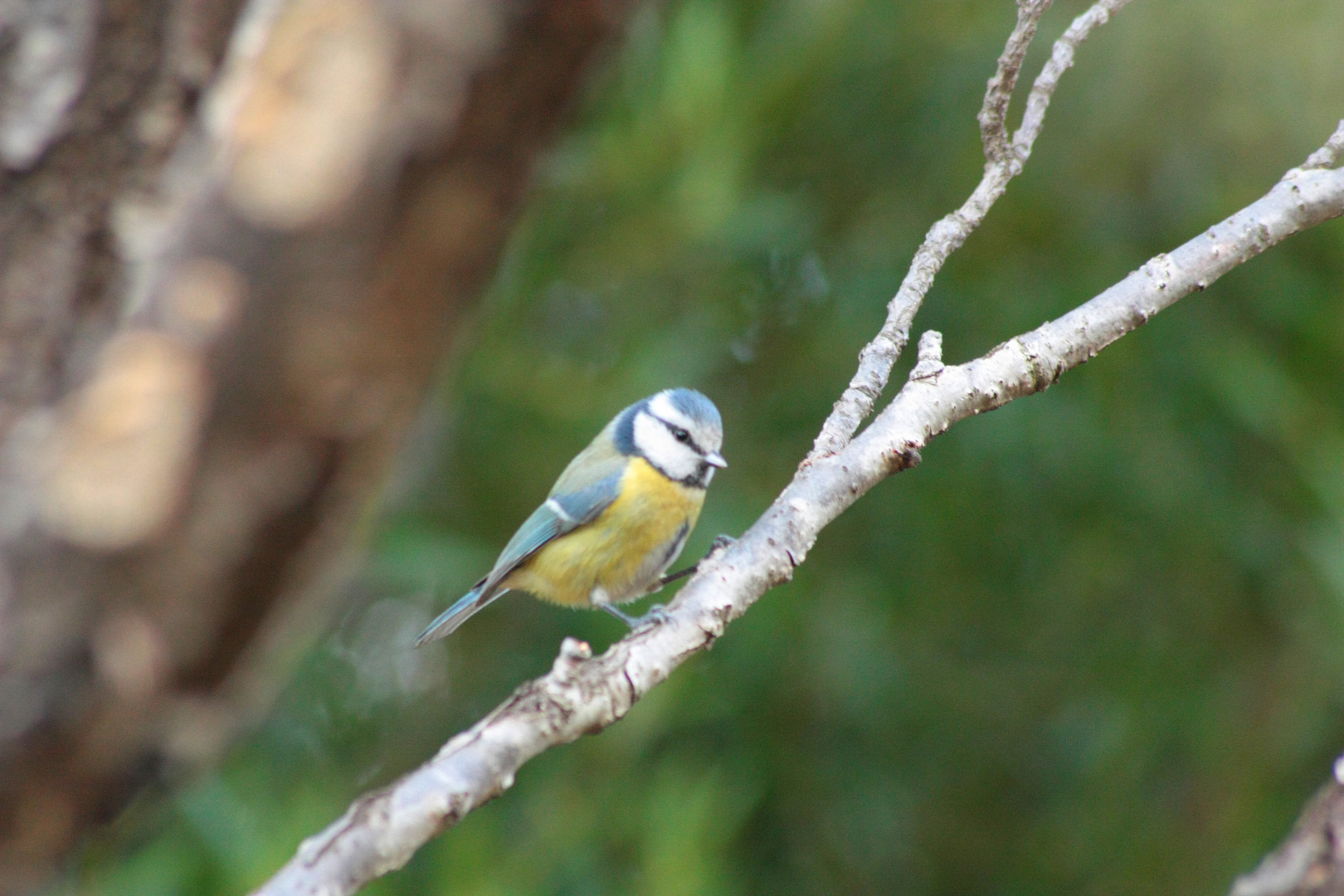 mesange a tete bleu