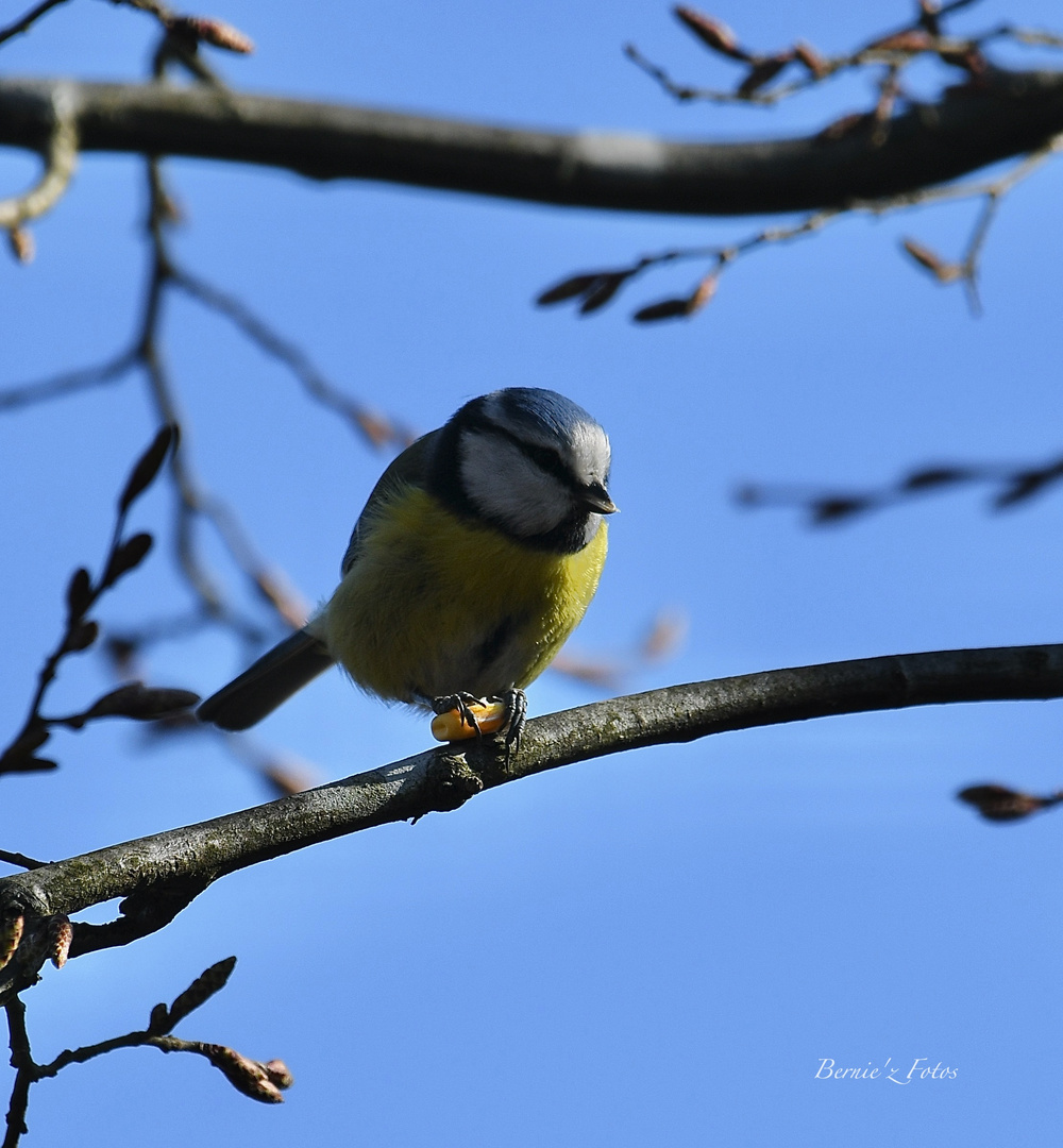 Mésange à tête bleue