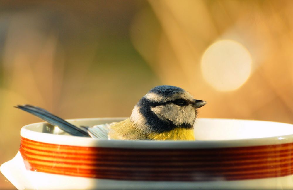 mésange à tête bleue