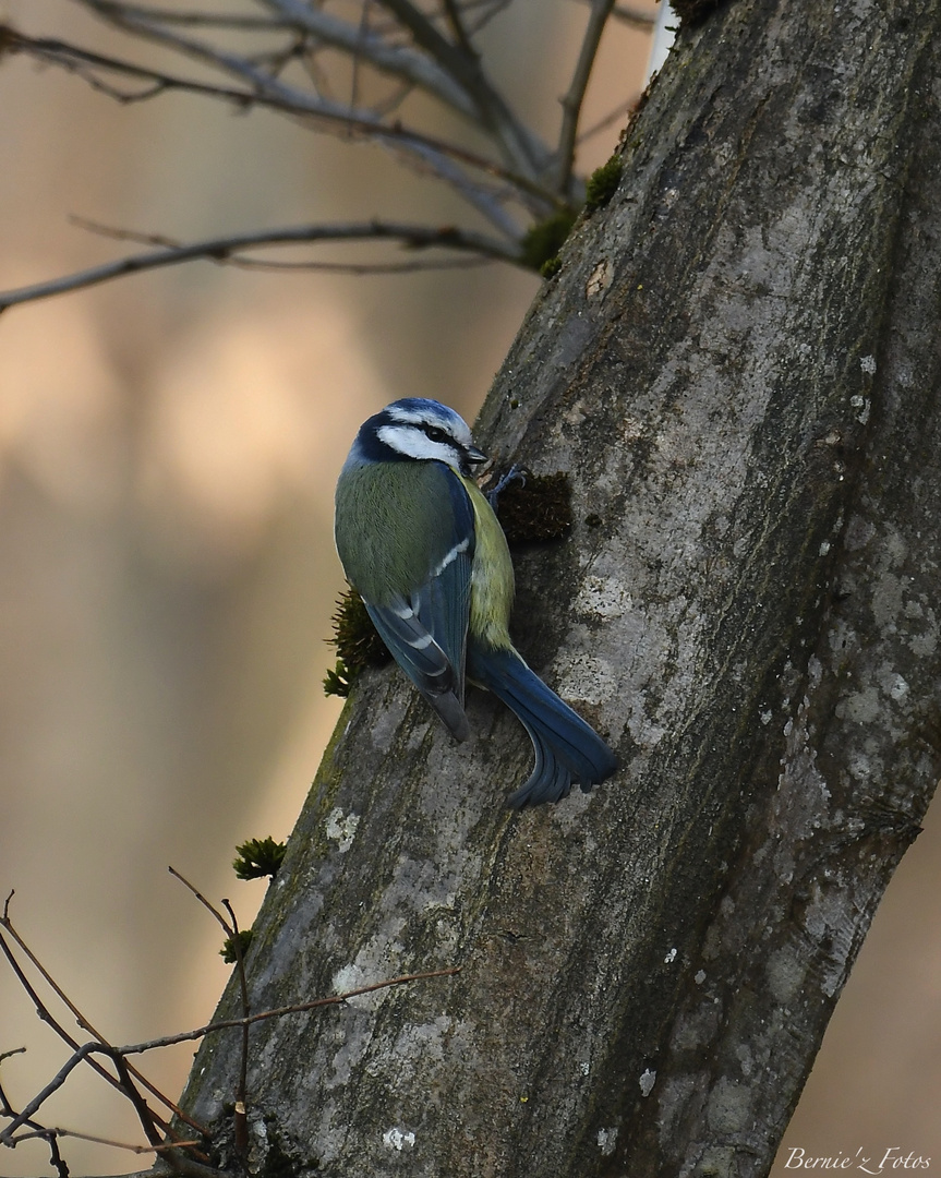 Mésange à tête bleue