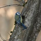 Mésange à tête bleue