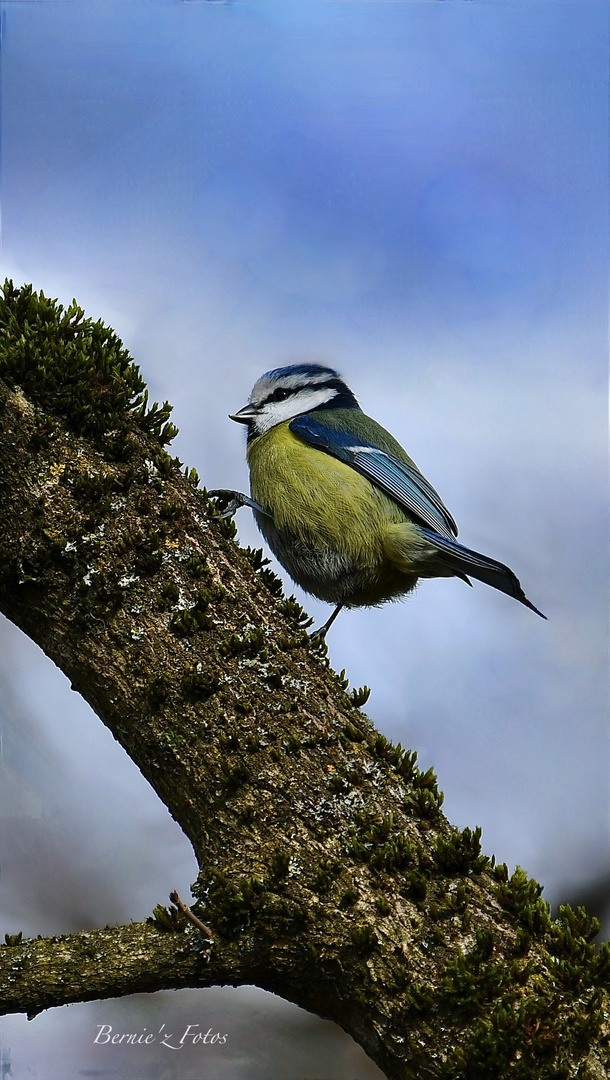 Mésange à tête bleue