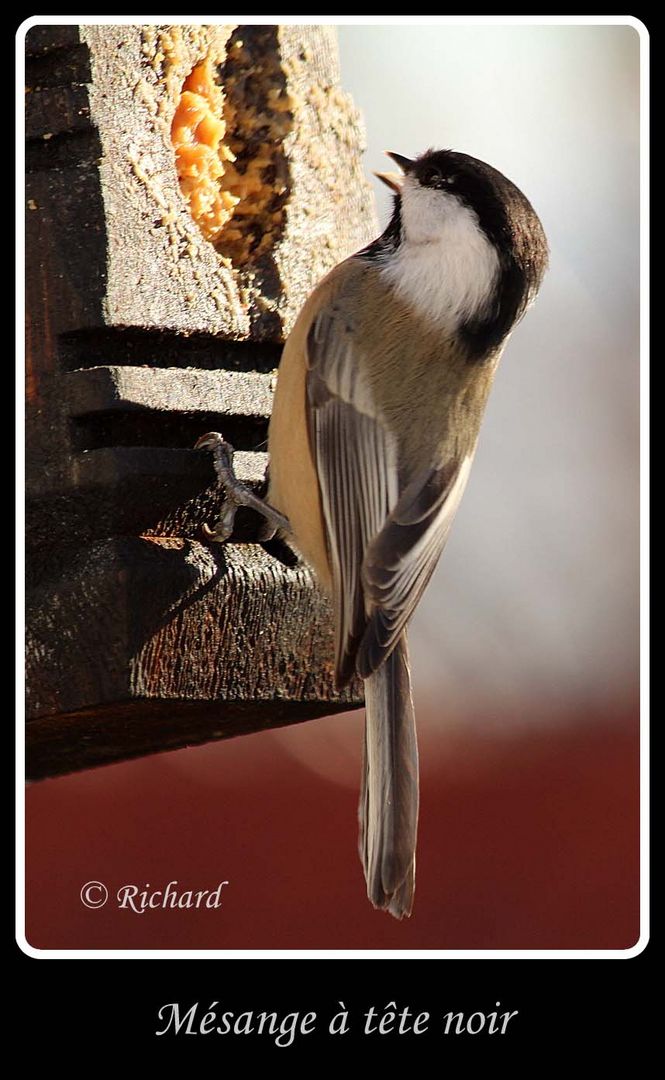 Mésange à tête noir