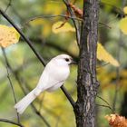 Mésange à Tête Noire albinos