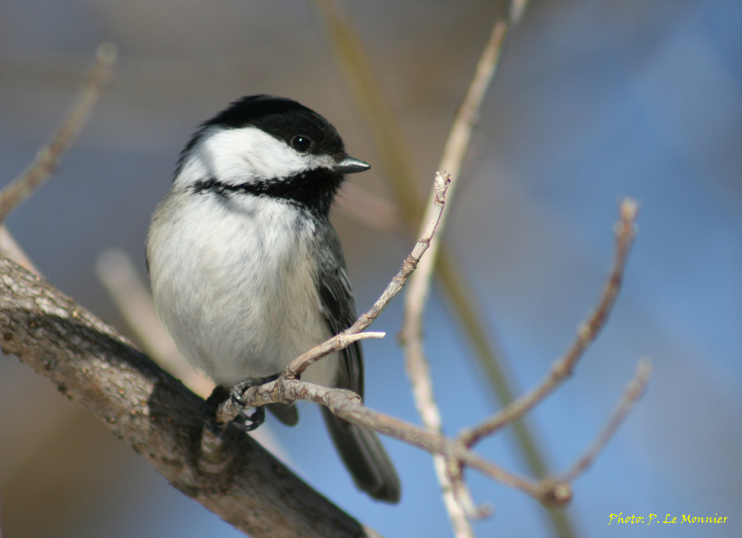 Mésange à tête noire