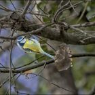 Mésange acrobate