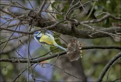 Mésange acrobate