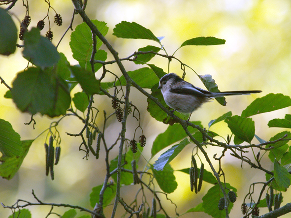 mésange