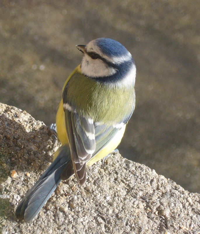 mésange au balcon