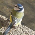 mésange au balcon