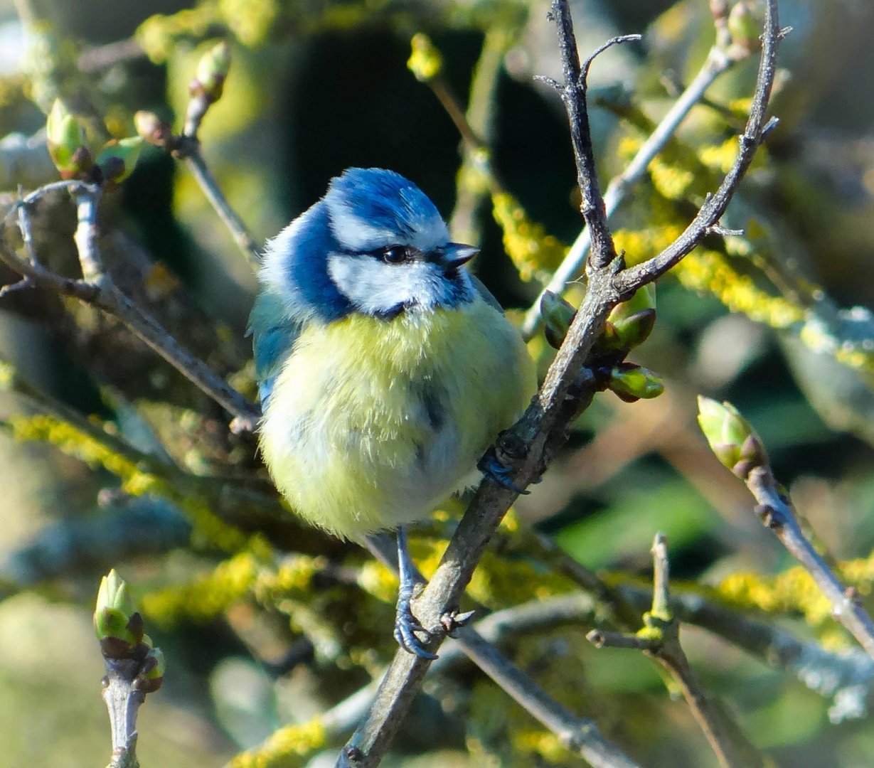 Mésange au printemps