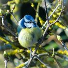 Mésange au printemps