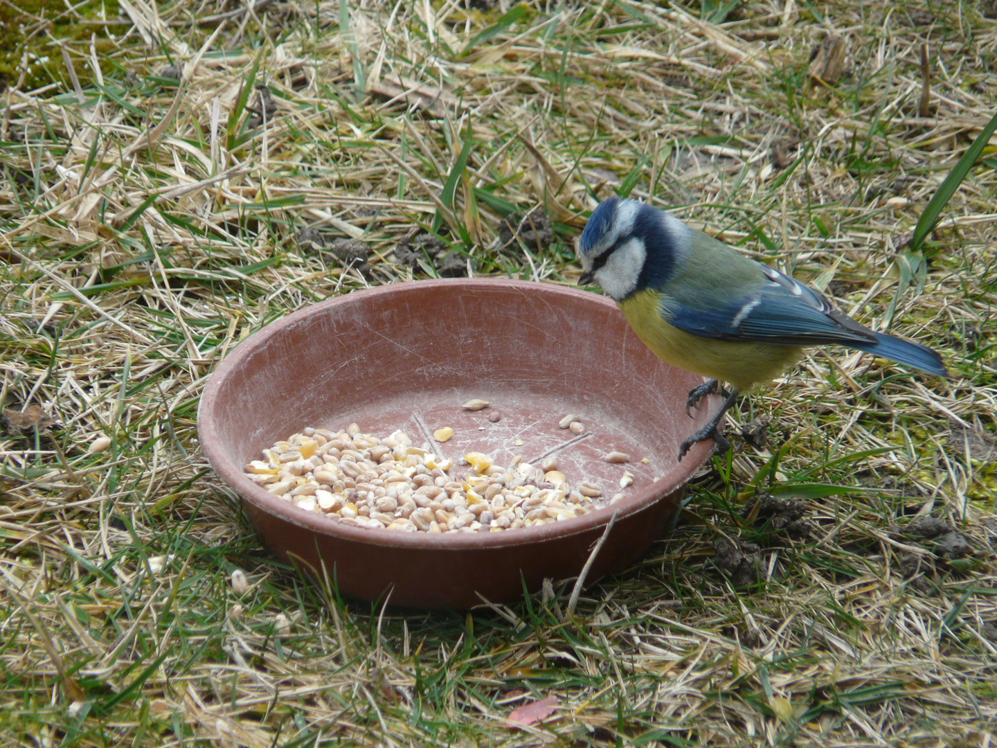 Mésange au ravitaillement !