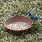 Mésange au ravitaillement !