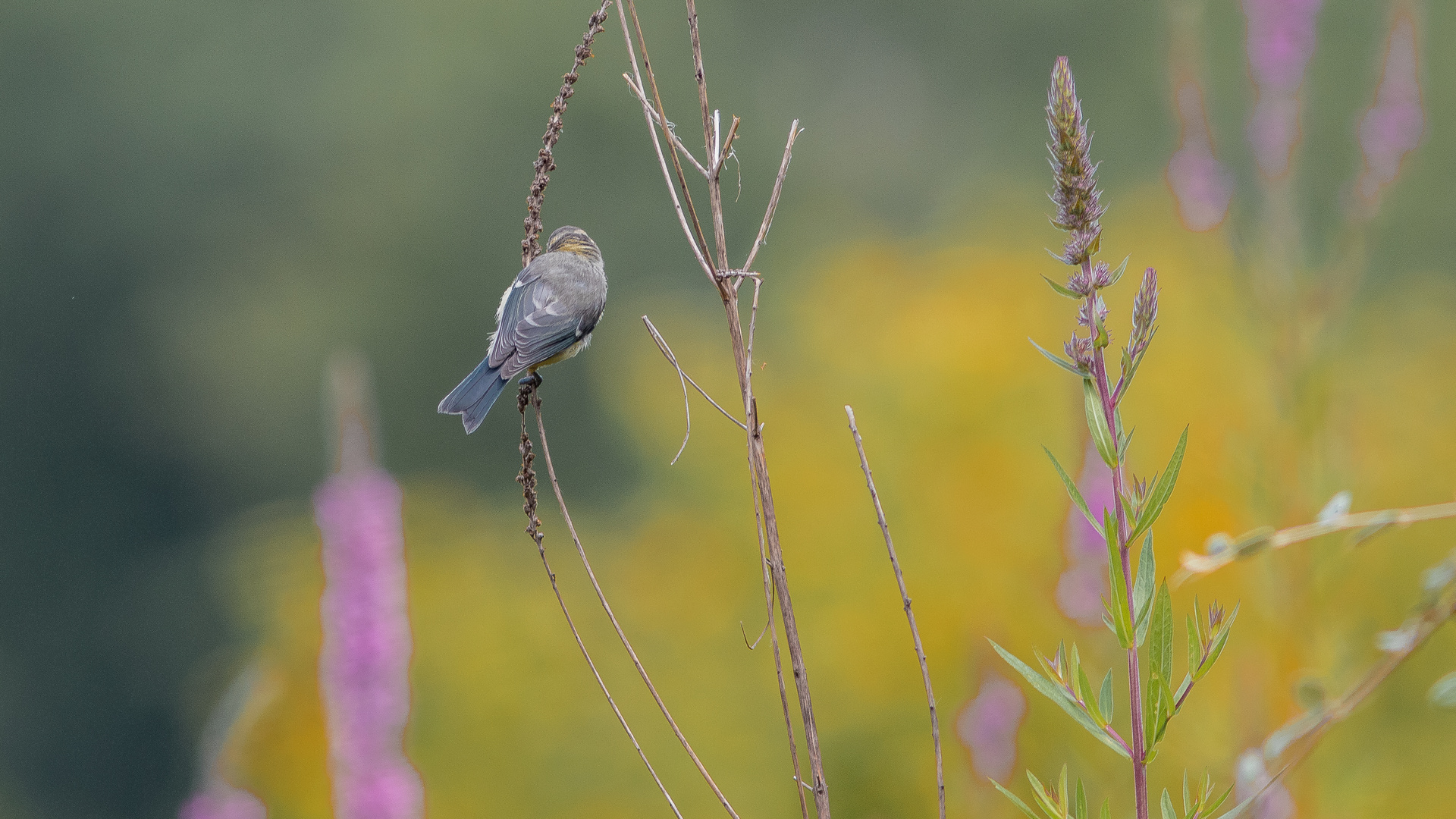 Mésange bieu