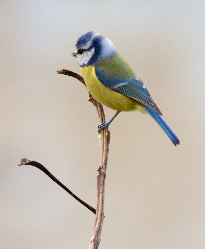 Mésange bleu