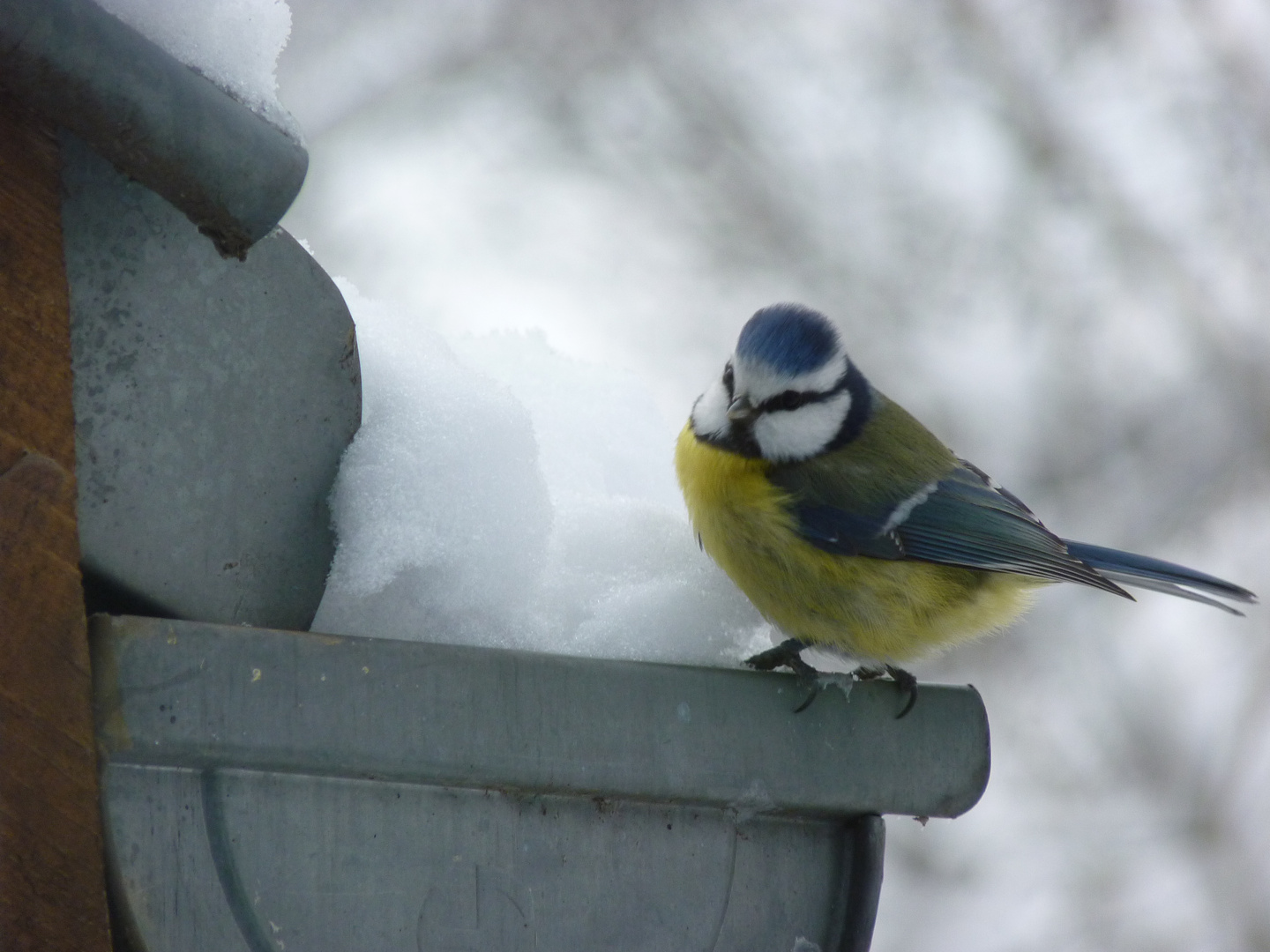 Mésange bleu.