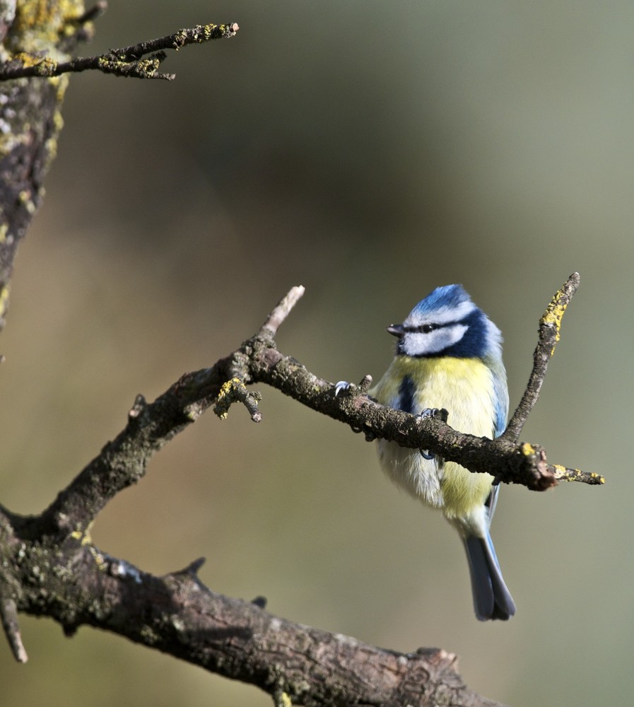 Mésange bleu