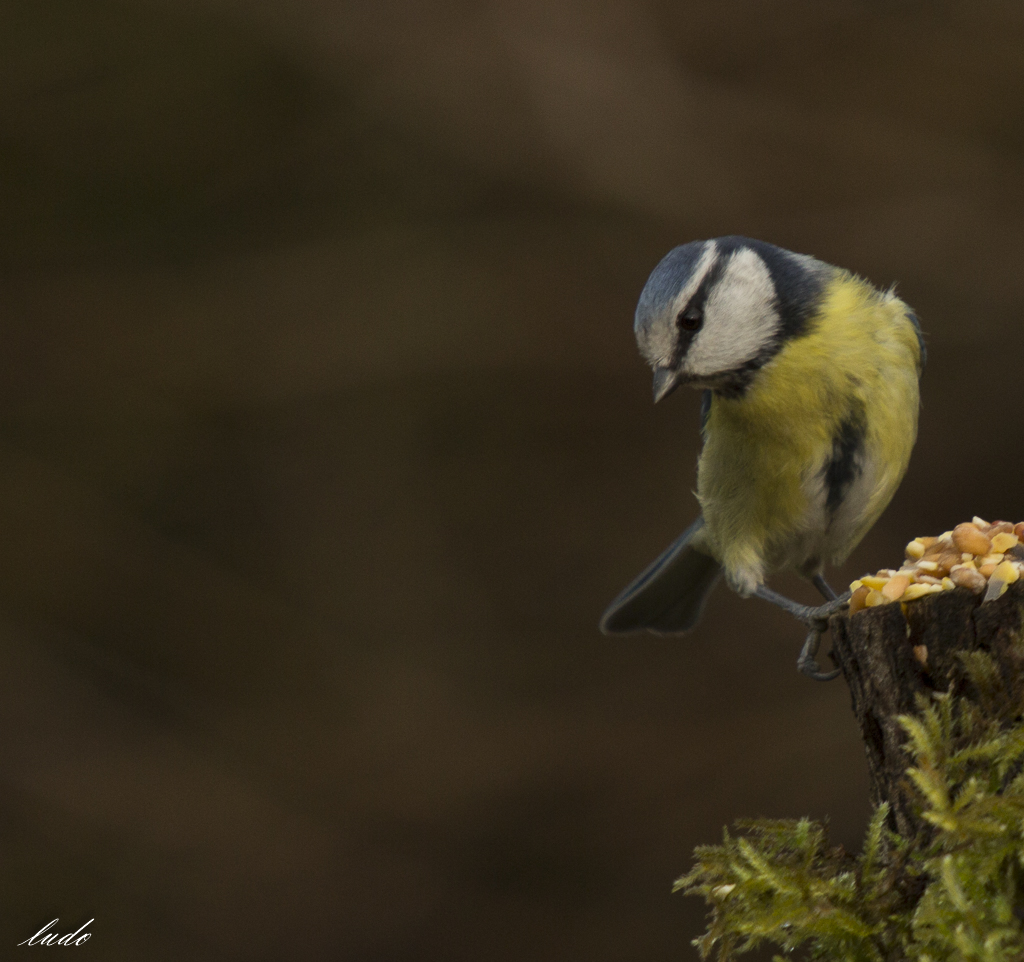 Mésange bleu