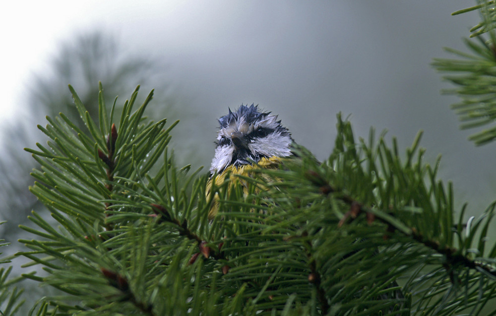 mésange bleu