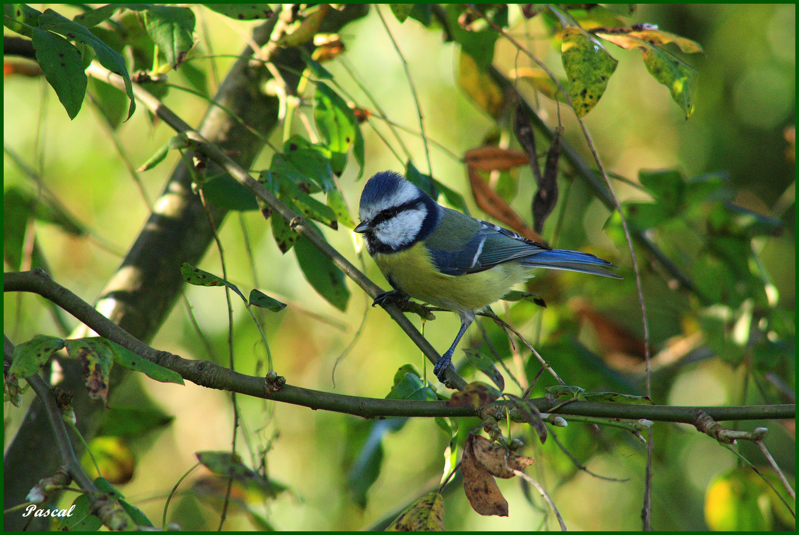 Mésange bleu