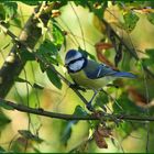 Mésange bleu