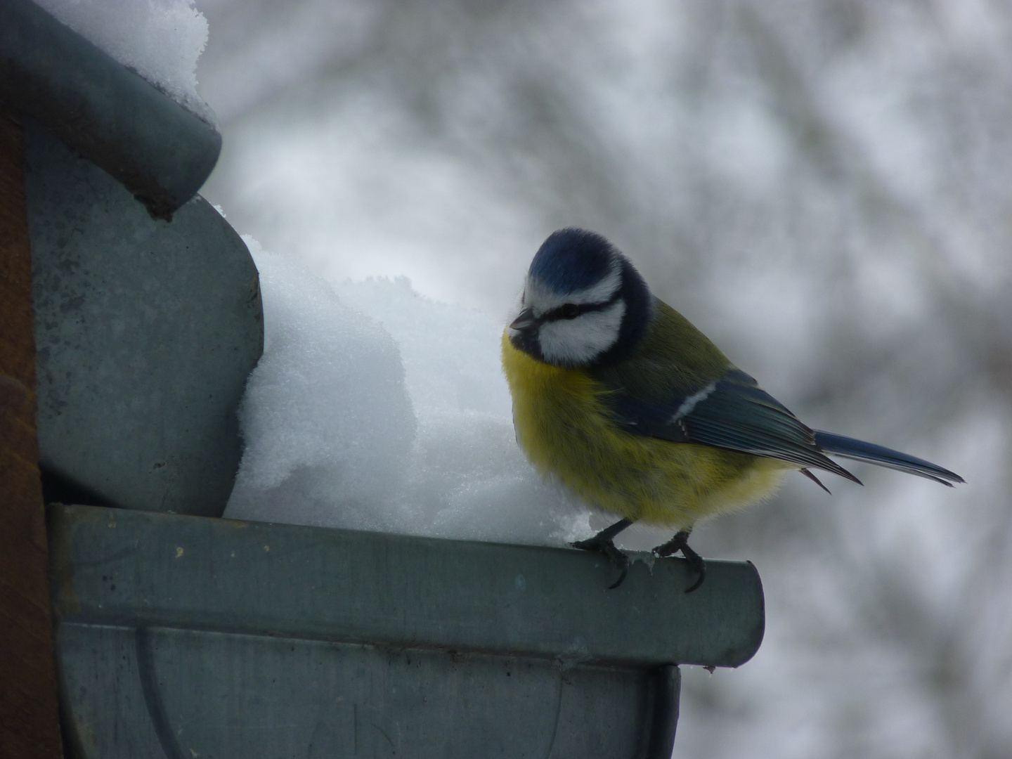 Mésange bleu.2.