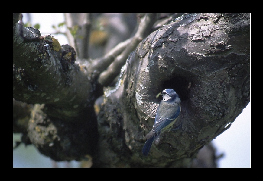 Mésange bleu,à table-5