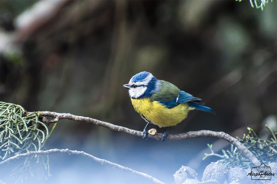 Mésange Bleue