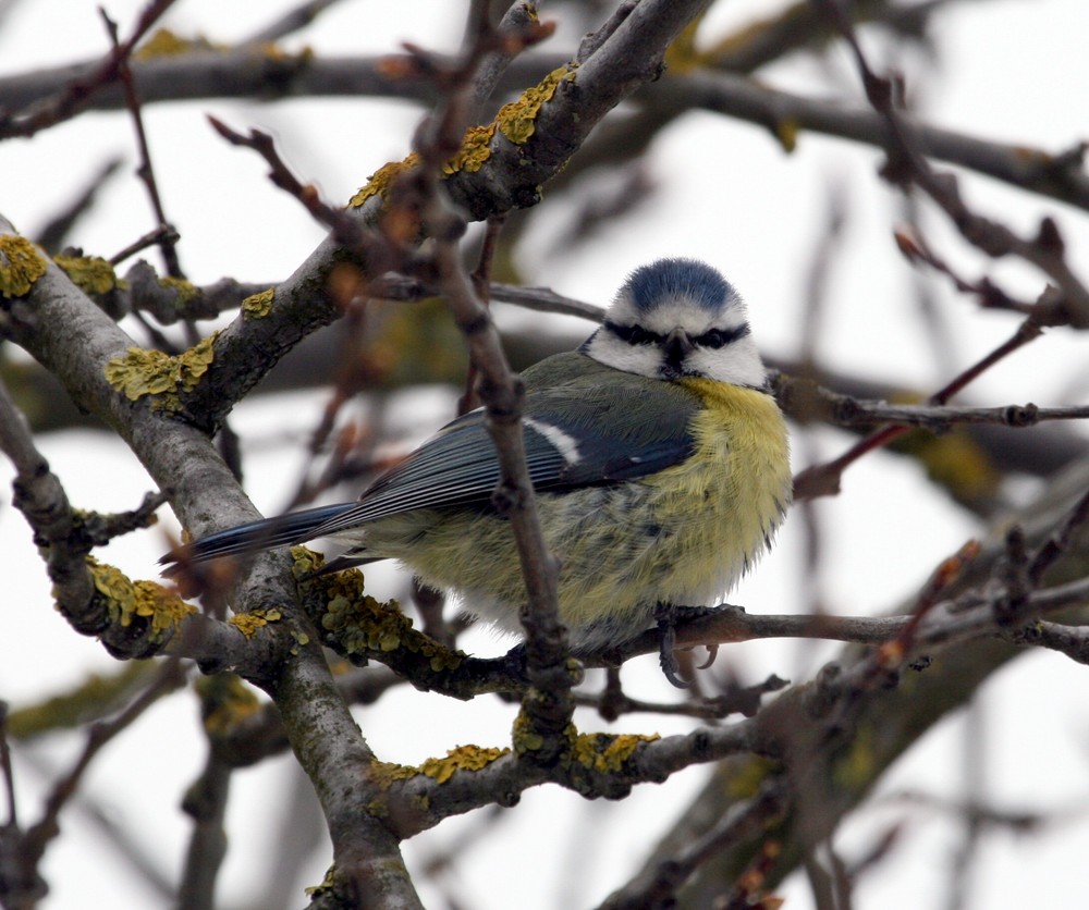 Mésange bleue