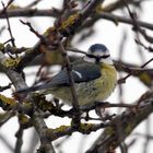 Mésange bleue