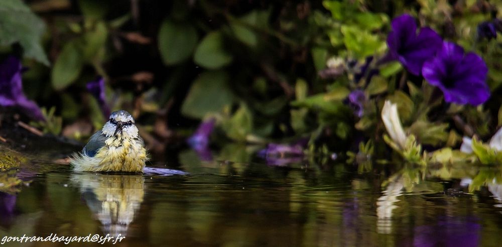 mésange bleue