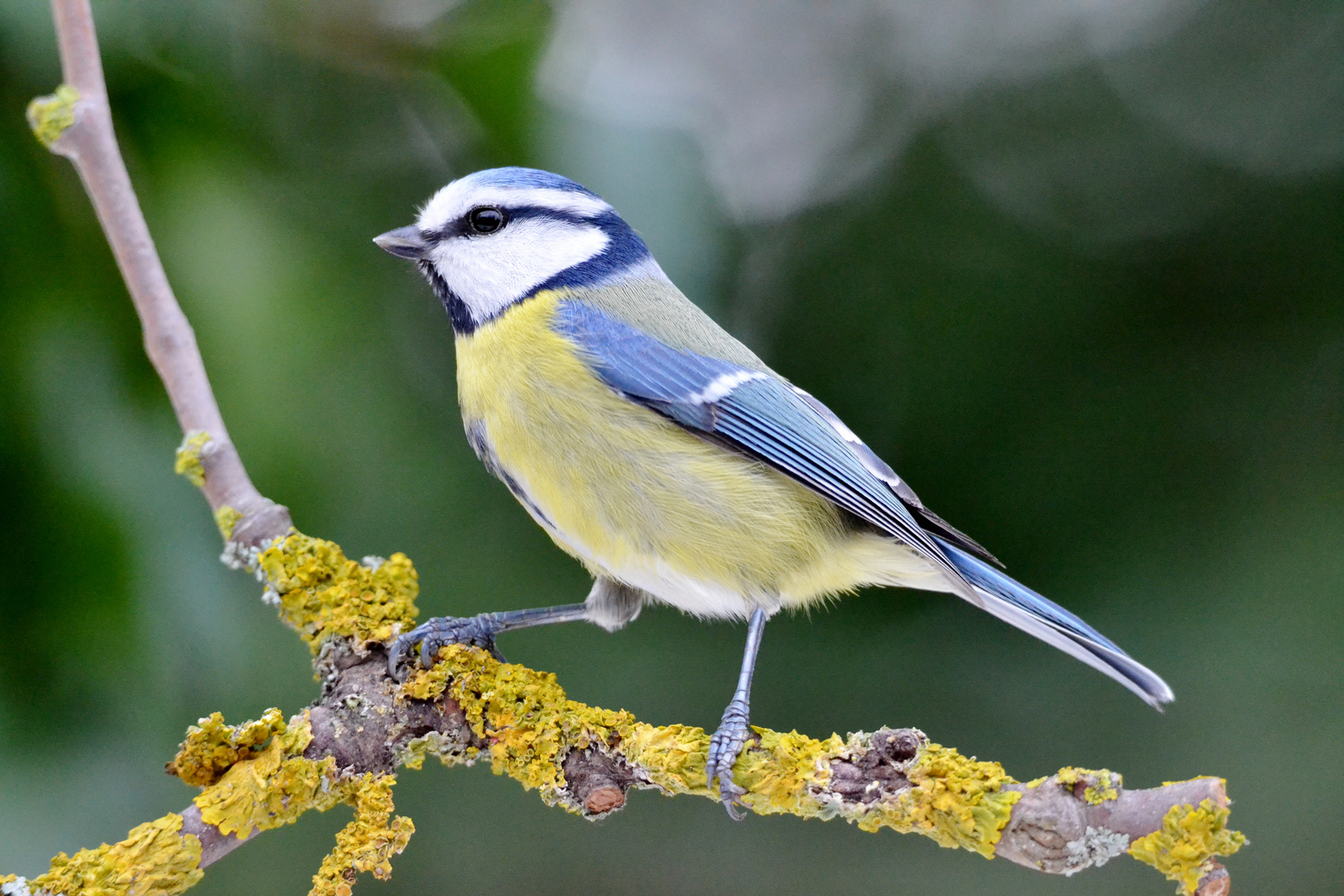 mésange bleue