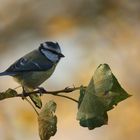 mésange bleue