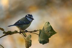 mésange bleue