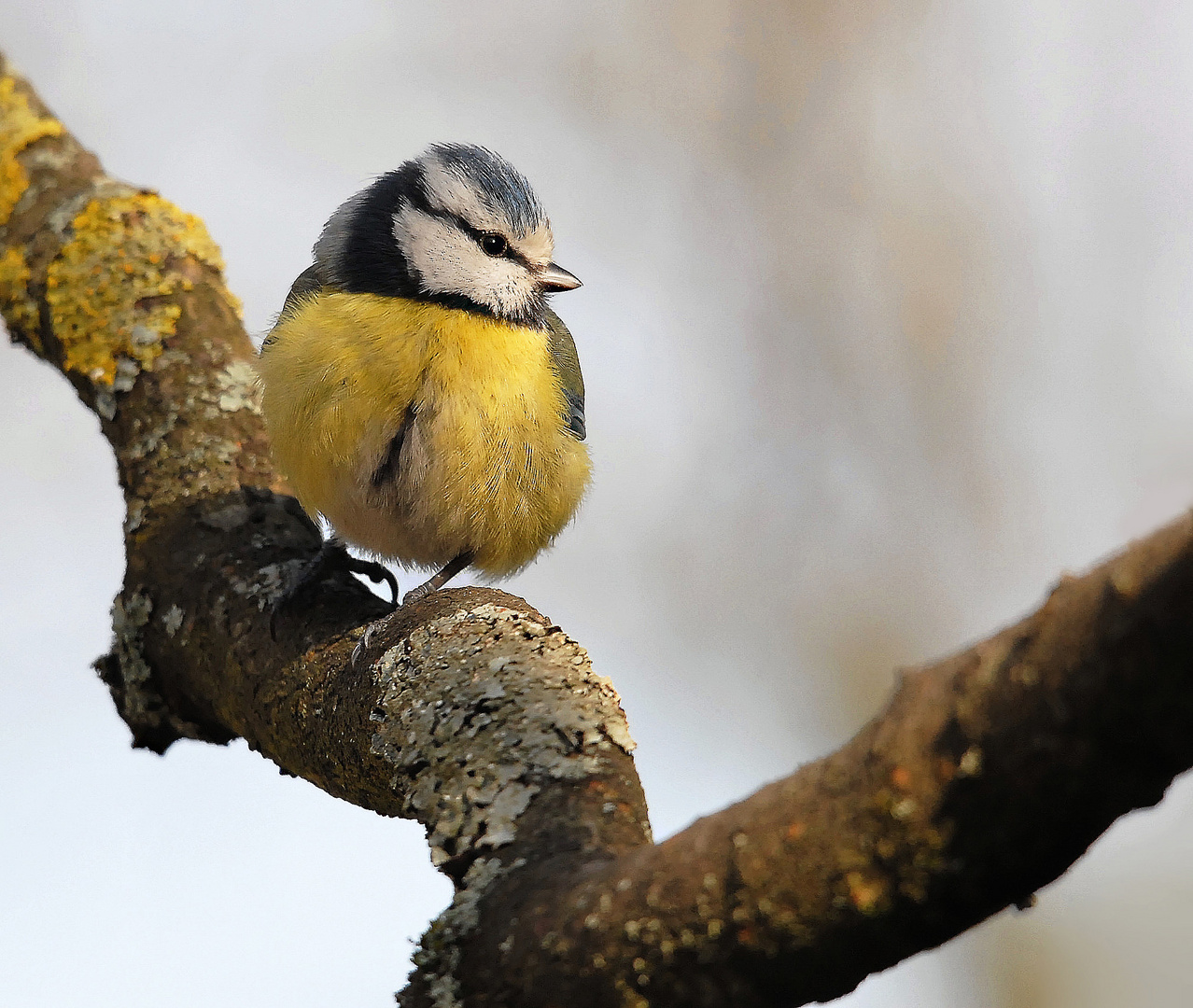 Mésange bleue