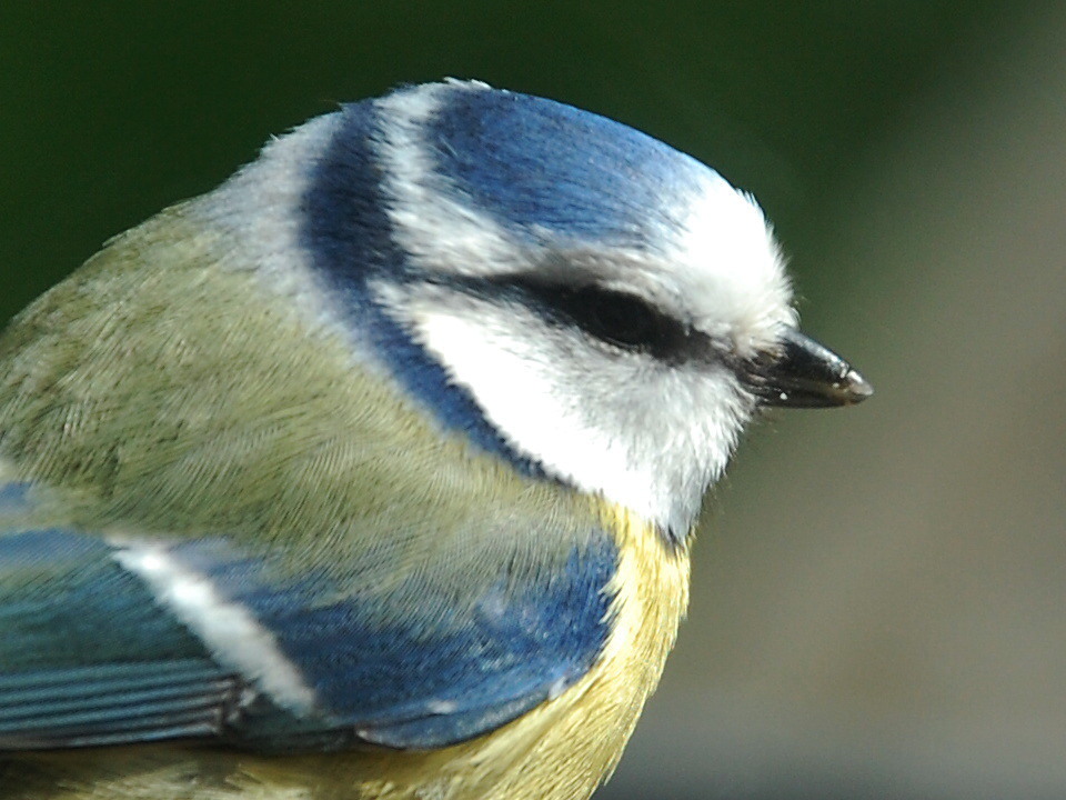 Mésange bleue