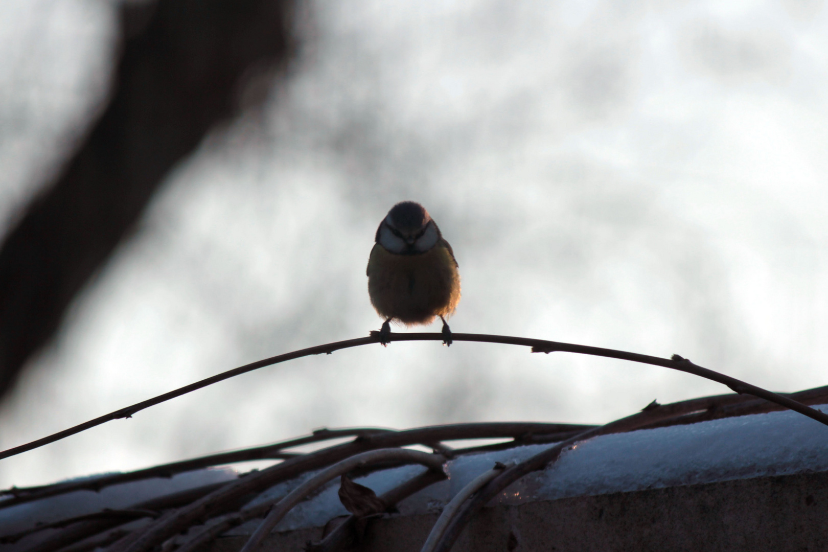 Mésange Bleue