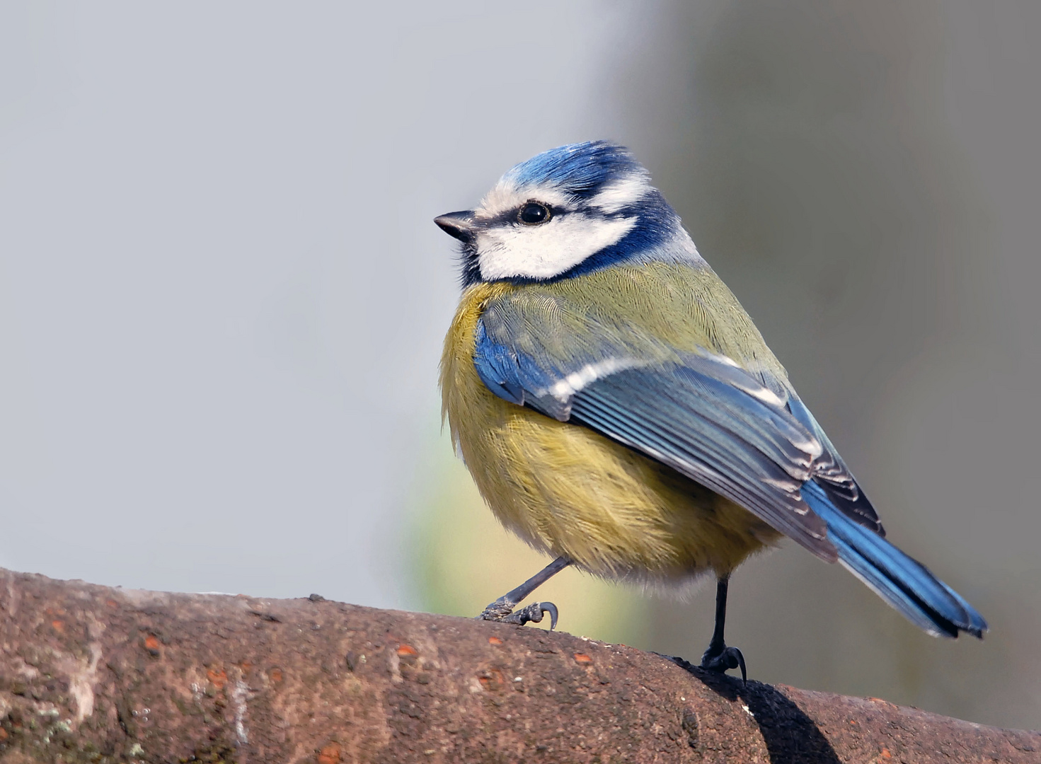 Mésange bleue (1)