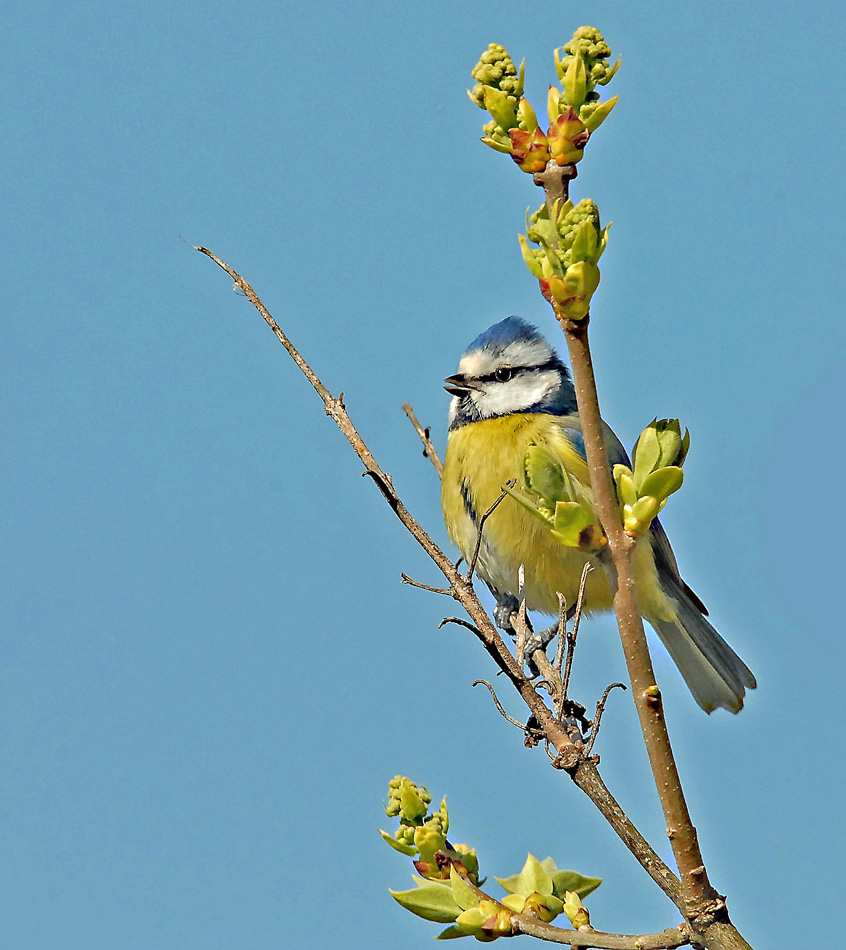 Mésange bleue