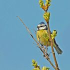 Mésange bleue