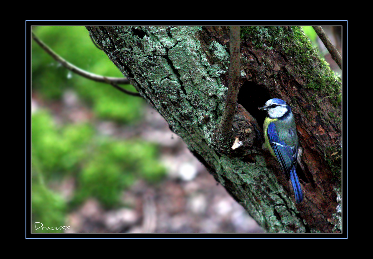 Mésange bleue