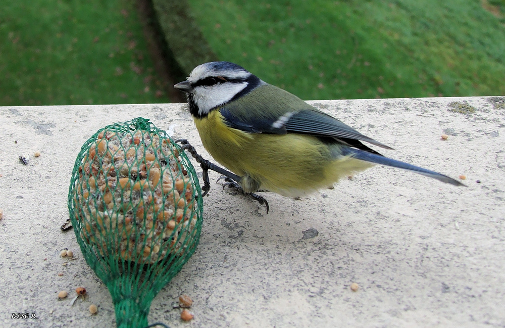 Mésange bleue