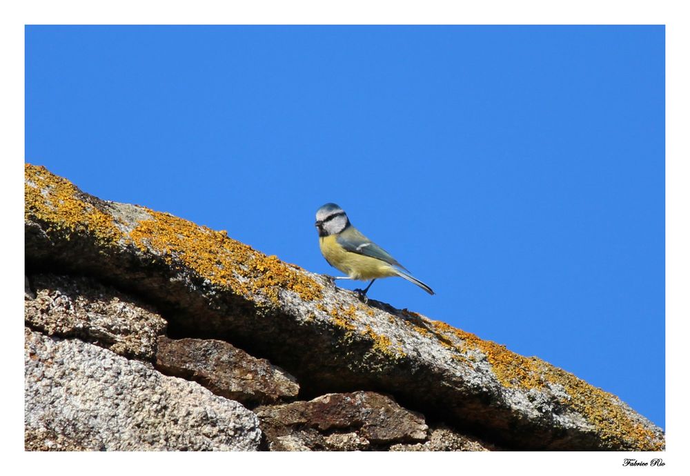 Mésange bleue